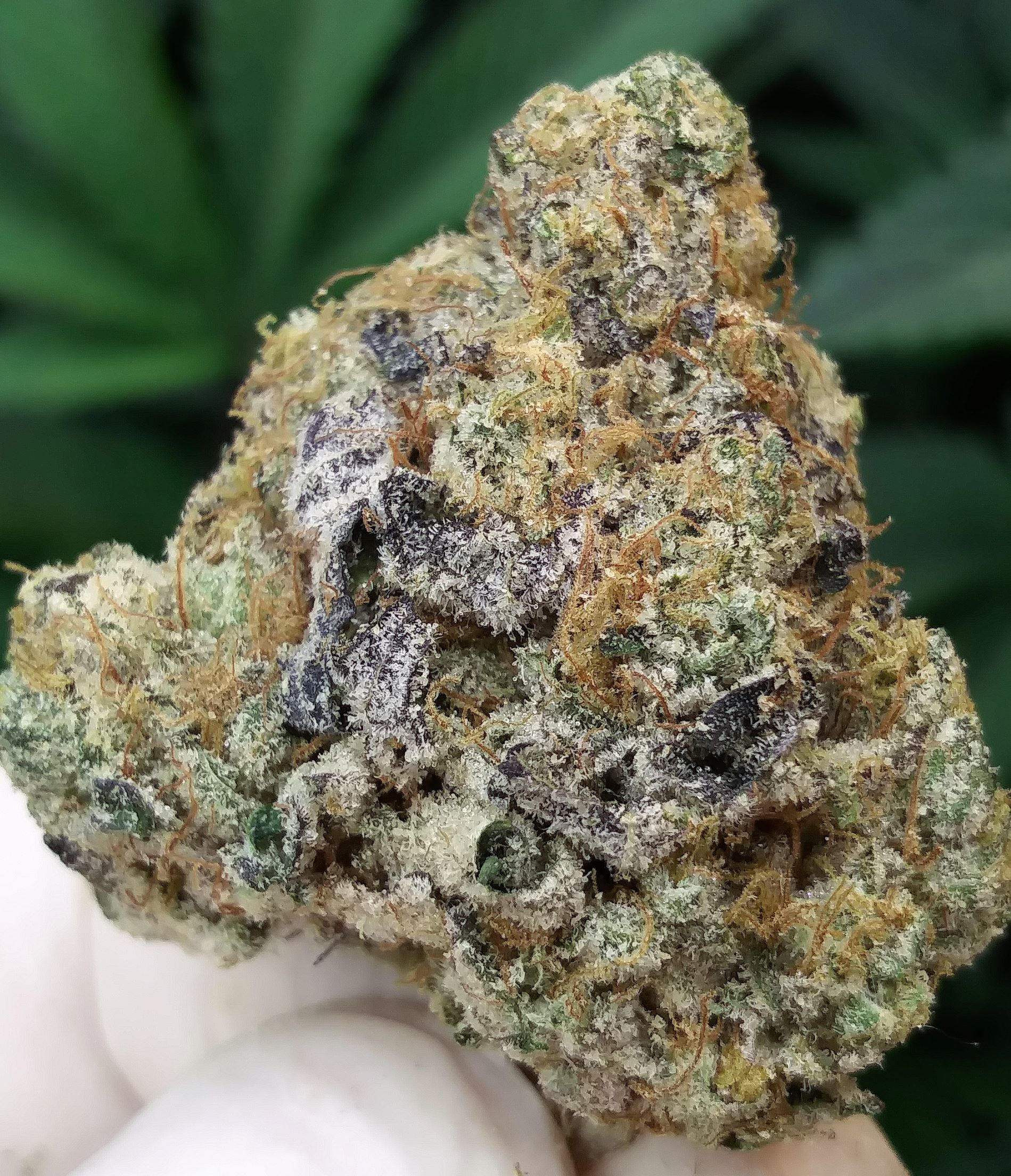 WEDDING CAKE - 32%THC (special price $220oz)