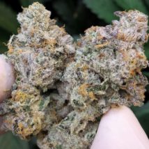 GASSCOTTI- 35%THC (special price $180oz)