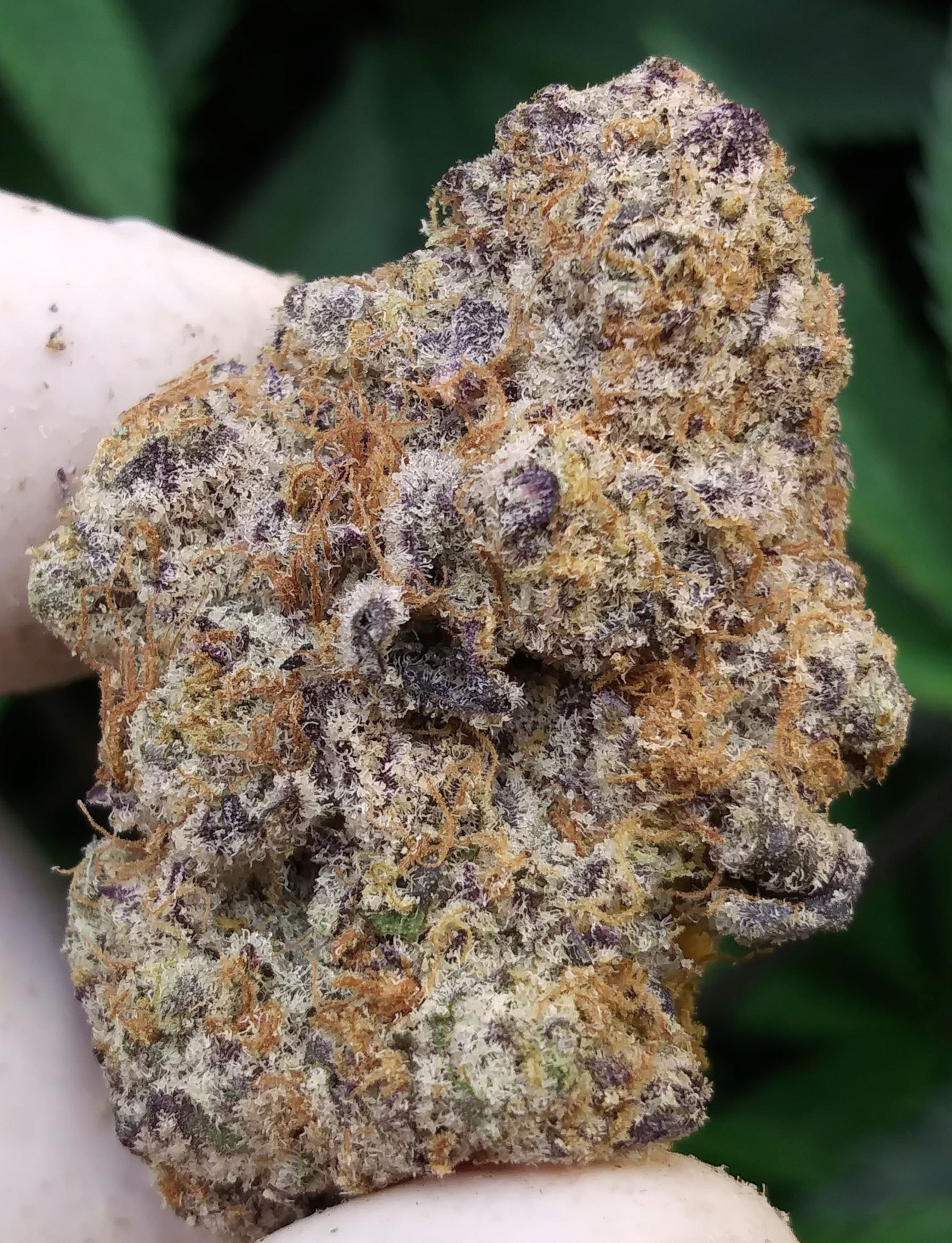 LA KUSH CAKE  - 34%THC (special price $220oz)