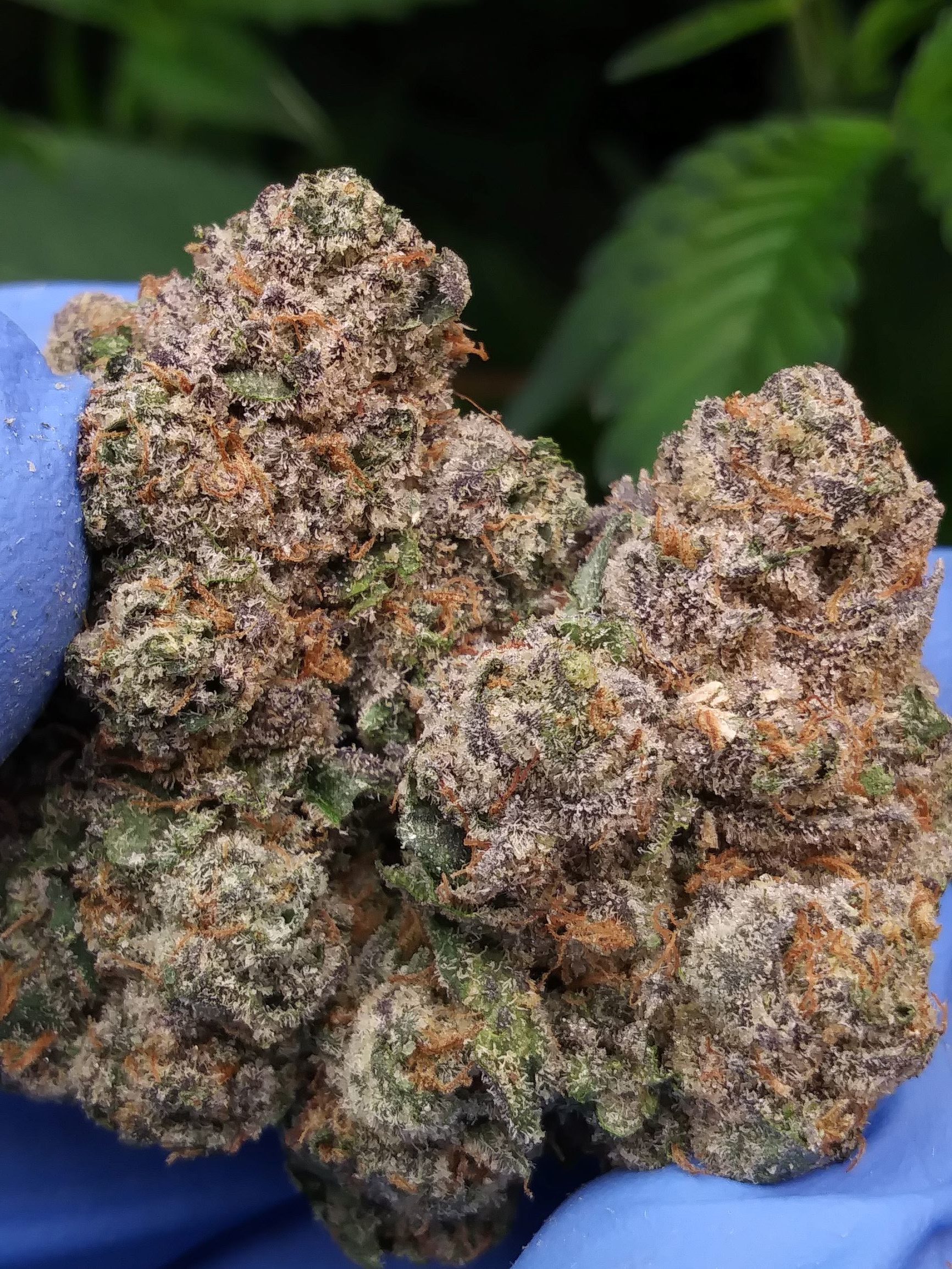 SHERBACIO  -  (special price $160oz)